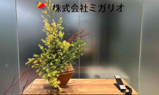 メラレウカ、雲竜柳、オフィス、観葉植物