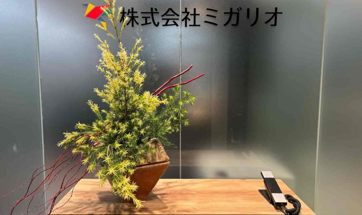 メラレウカ、雲竜柳、オフィス、観葉植物