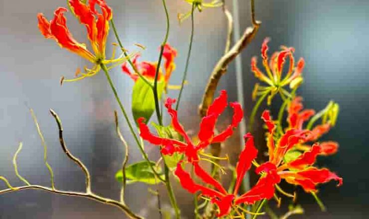 幾何学的な白い花器に生けられた赤いグロリオサの花と曲線を描く雲竜柳のアレンジメント