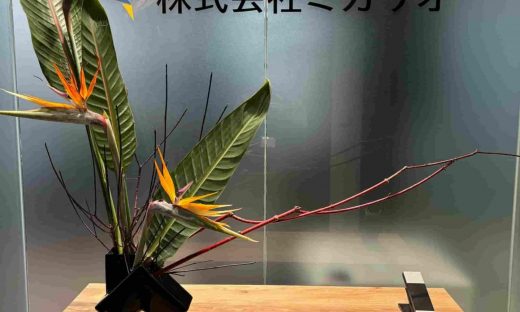 ストレリチア、クロサンゴミズキ、オフィス、観葉植物