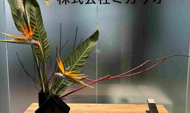 ストレリチア、クロサンゴミズキ、オフィス、観葉植物