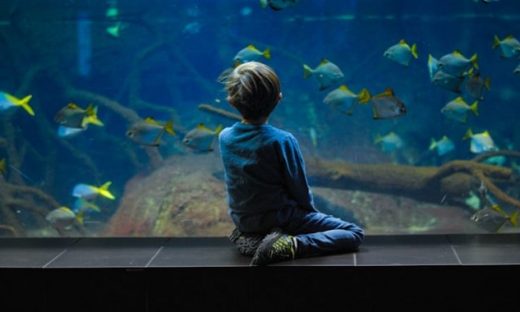水族館の水槽前に座り、泳ぐ魚たちを見つめる男の子の後ろ姿