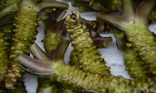キラキラと輝く「わさビーズ®」の原料である、瑞々しい緑色の本わさびの根茎の山。この記事では、このわさび製品の特許戦略について具体的に解説しています。